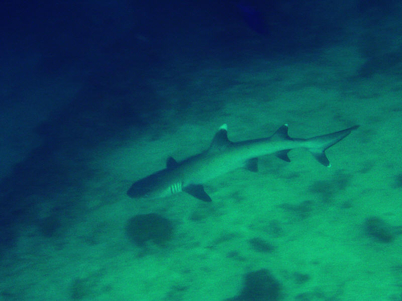 White-tip reef shark at Kuda Miaru Tilla. Pretty murky in the depths this trip. (54k)