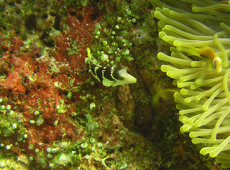 Sharpnose Pufferfish or Black-saddled Toby, Canthigaster valentini.   (99k)