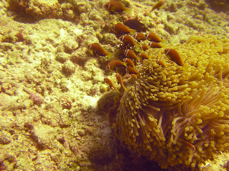 I found Nemo! Black-footed clown fish, or Maldives anemonefish, Amphiprion nigripes. (107k)