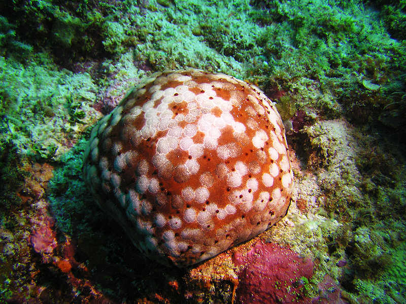 Schmedelian pin-cushion sea star, Culcita schmedeliana, partly illuminated by my buddy's torch. (126k)