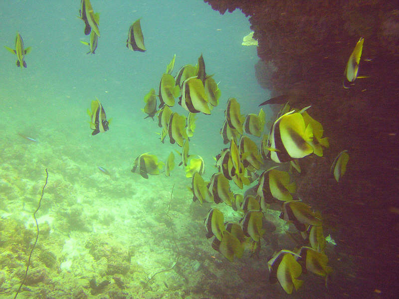 A school of Bannerfish, Heniocus monoceros.  (73k)