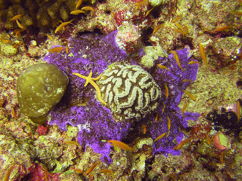 Brightly-coloured coral on the reeftop at beautiful Thudufushi Tilla.  (147k)