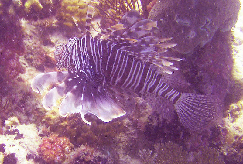 Lionfish, Pterois volitans, lurks under a coral outcrop.  (105k)
