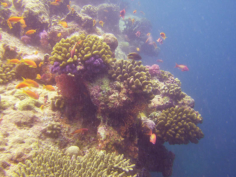 Hard corals on the reef top at Kalughiri.  (102k)