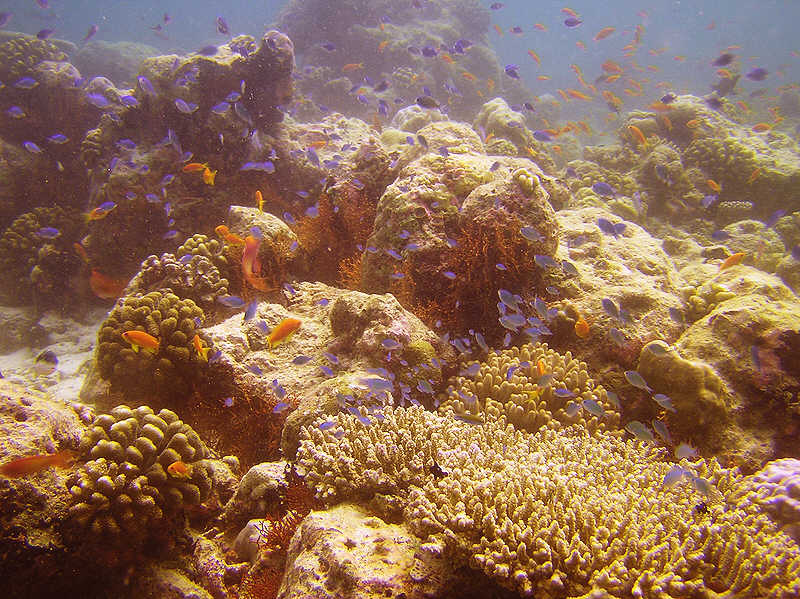 Blue reef fish hover over corals on top of the reef at Kalughiri.  (117k)