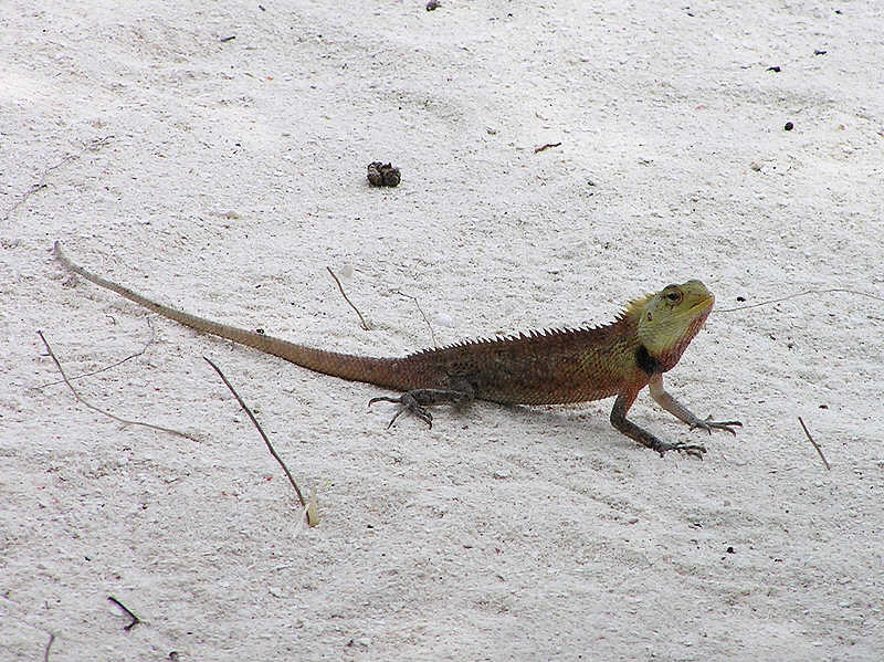 This colourful lizard near the Beach Bar is offended by the paparazzi. (101k)