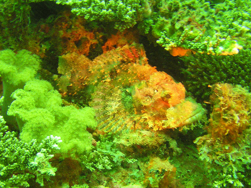 Tassled scorpionfish, Scorpaenopsis oxycephala, partially illuminated by my buddy's torch.  (134k)