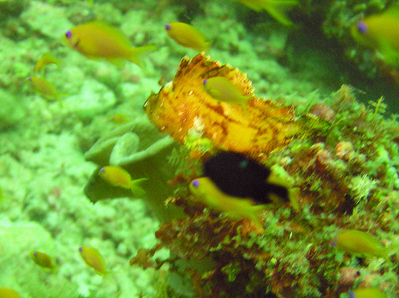 I didn't get close enough to this tiny yellow Leaf scorpionfish, Taenianotus triacanthus. (97k)