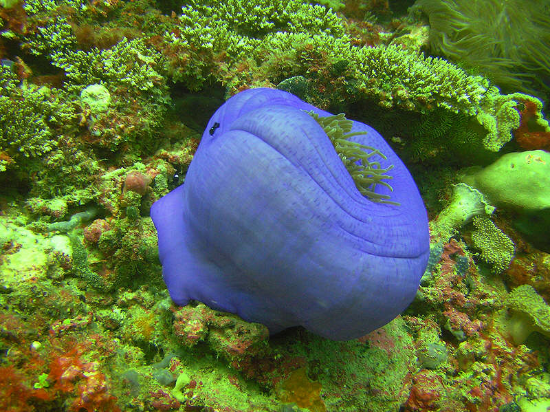 Another magnificent Magnificent sea anemone on the reeftop at Atabu Tilla.  (149k)