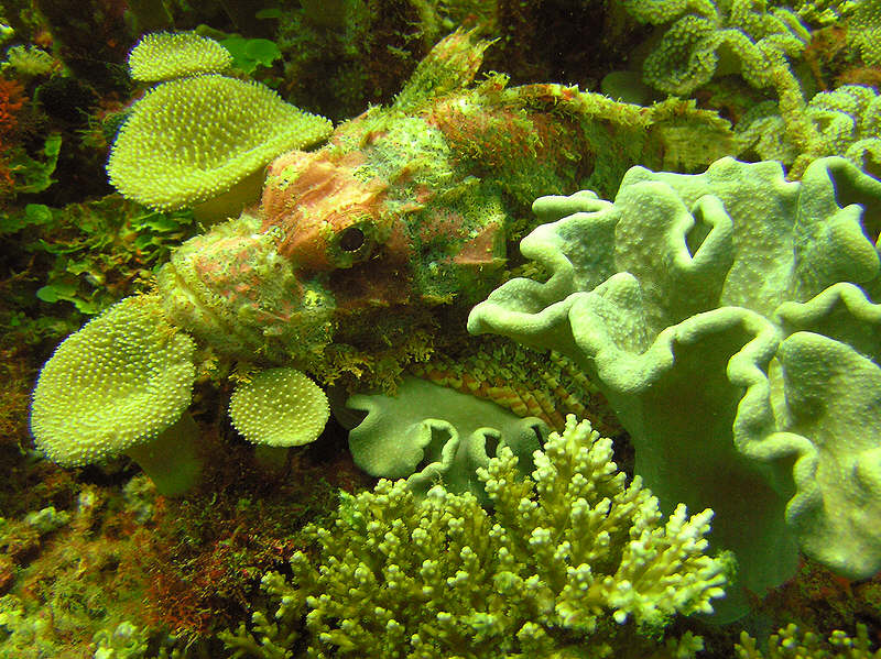 Another scorpionfish lies in wait for prey. (139k)