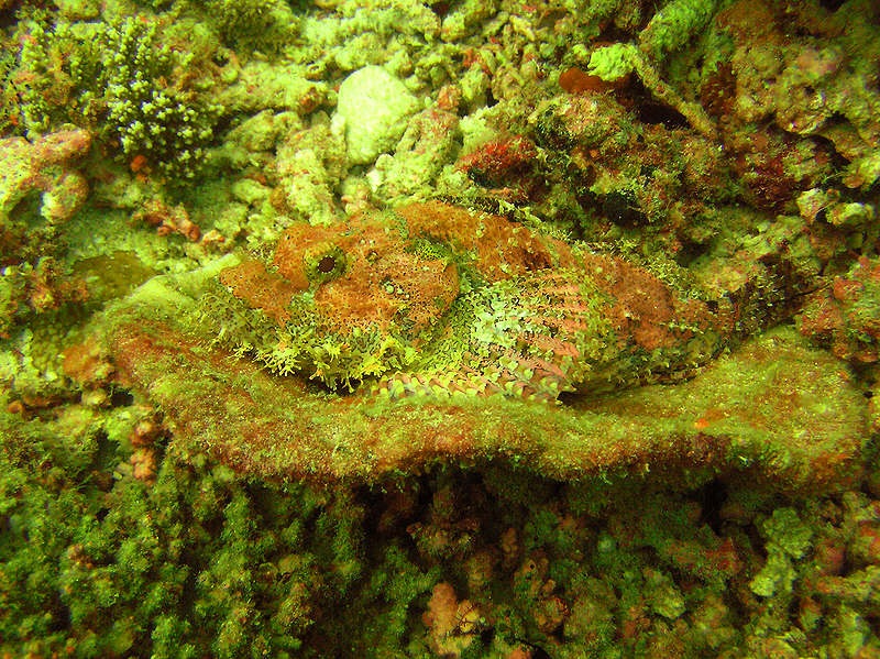Another marvellously camouflaged Scorpionfish at Atabu Tilla. (167k)