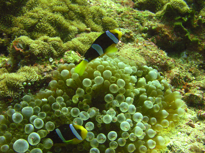 Clark's Anemone fish, Amphiprion clarkii, on a Bulb-tentacle anemone, Entacmea quadricolor.  (106k)