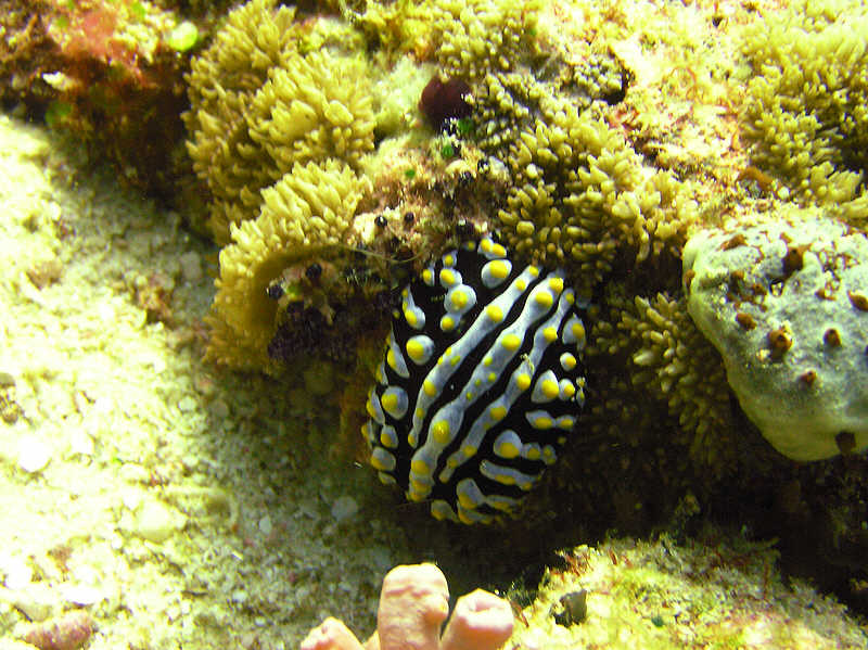 The common nudibranch Varicose Phyllidia, Phyllidia varicosa. (98k)