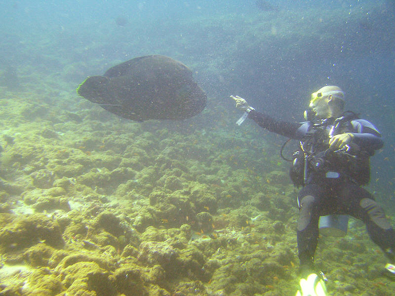 Fabrizio tries to tickle one of the three curious Napoleon wrasse, Cheilinus undulatus, that came to check us out at Shark Tilla.  (98k)