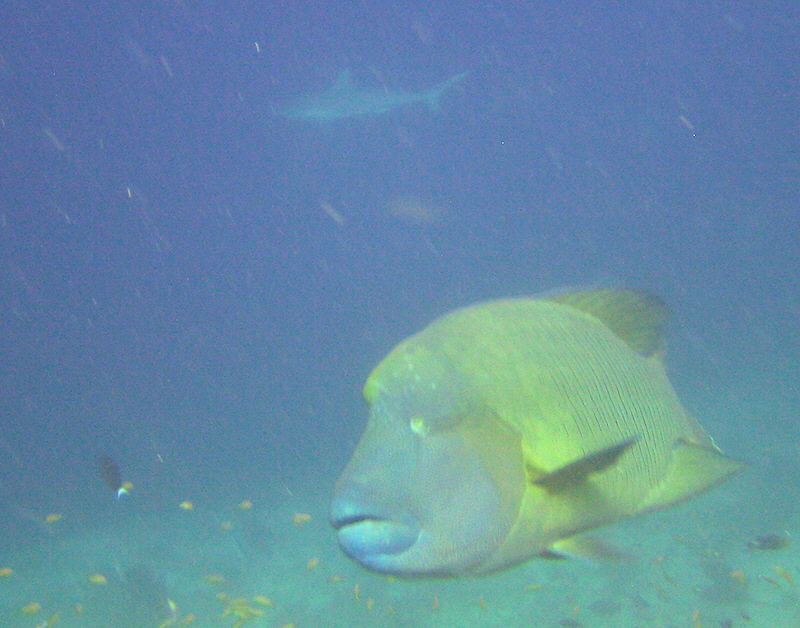 One of the Napoleons with a grey reef shark in the background.  (95k)