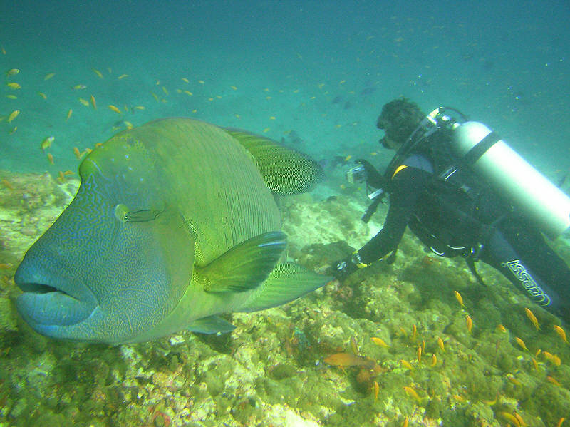The Napoleons accompanied us during the entire dive.  (95k)