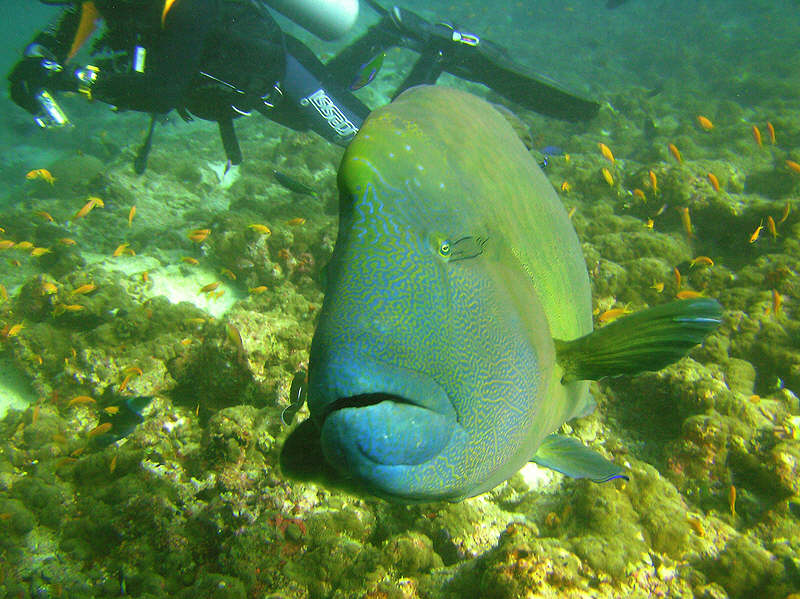 Fabrizio told us that divers used to feed the Napoleons, and they've come to associate divers with snacks. (106k)