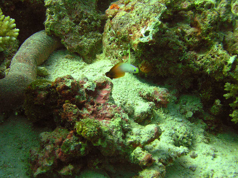 A Fire goby, Nemateleotris magnifica, in characteristic pose defending its patch.  (109k)