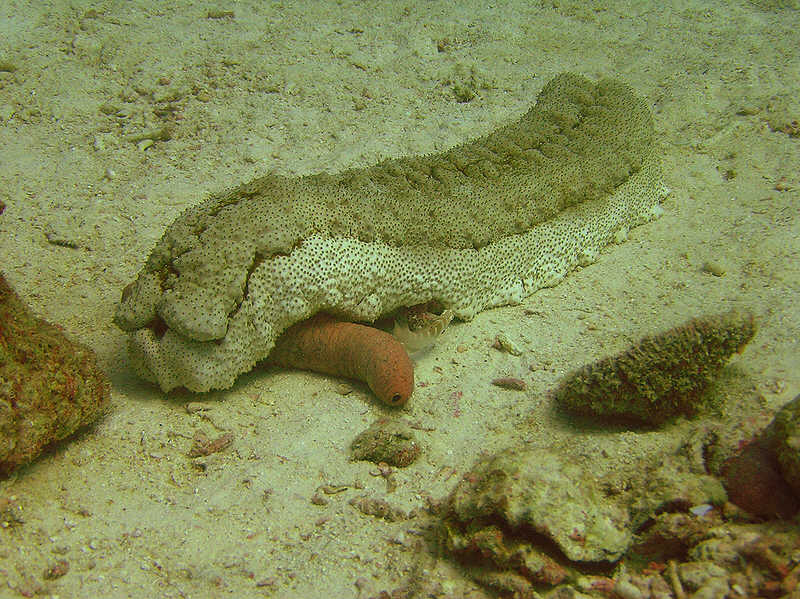 Royal sea cucumber, Thelenota anax, clambers over an Edible sea cucumber, Holothuria edulis.  (103k)