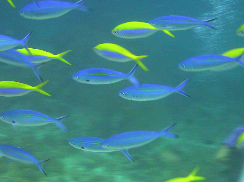 ...when they suddenly dived down in panic with an audible roar of thousands of fins to escape the tuna
        that were hassling them, and circled around us. (75k)