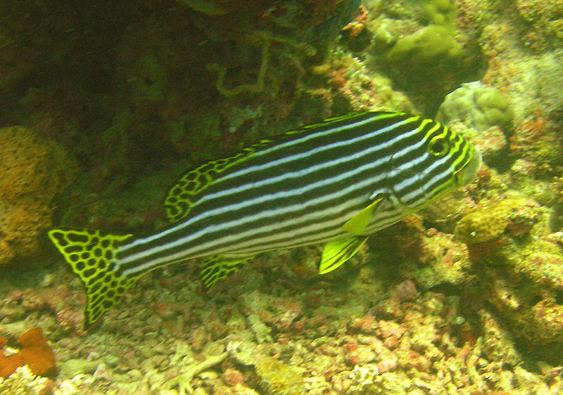 Oriental Sweetlips, Plectorhinchus orientalis.  (108k)