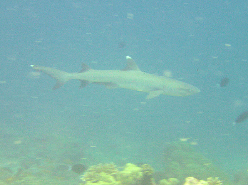 White-tip reef shark glides past us in the murk. (94k)