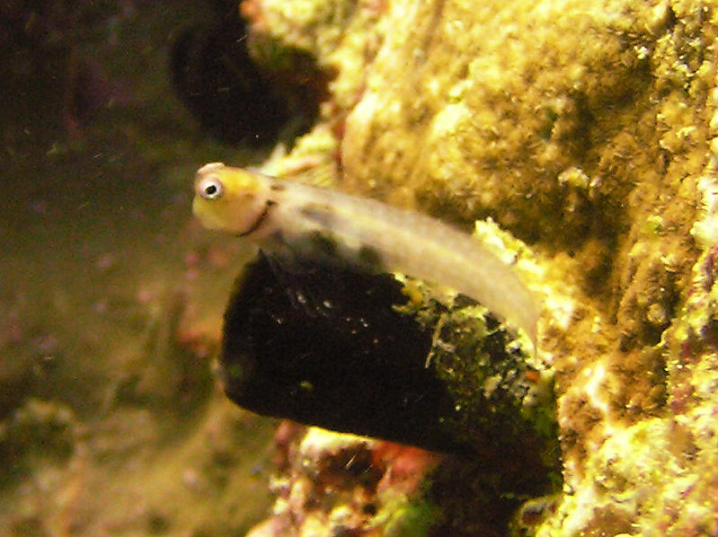 Possibly a tiny Maldive blenny, Ecsenius minutus. (89k)