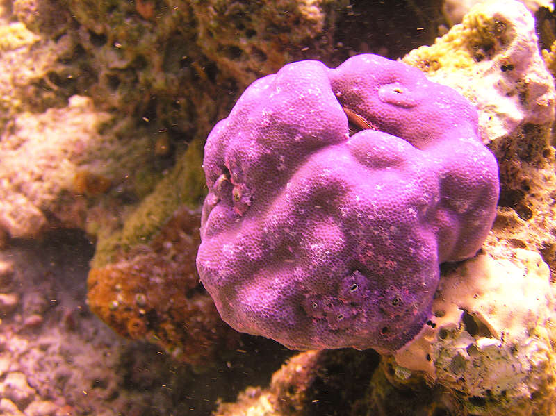 Errm - pretty hard coral of some kind.... (97k)