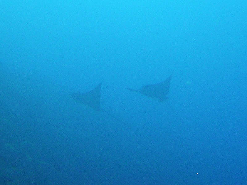 Two beautiful Spotted Eagle Rays flying effortlessly in formation at Himandhoo Kandu.  (39k)