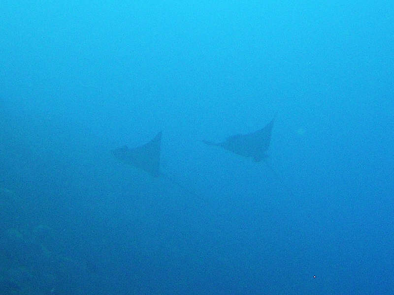 Two beautiful Spotted Eagle Rays flying effortlessly in formation at Himandhoo Kandu. (39k)