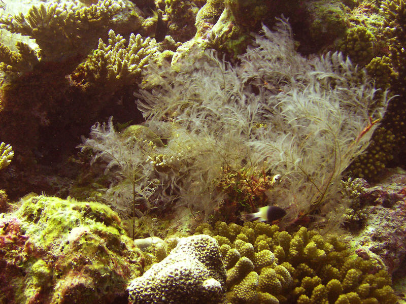 Pretty feathery coral. (157k)