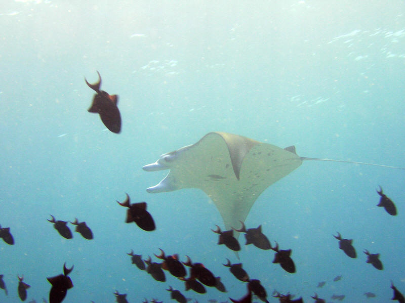 A Manta ray glides past over the top of the reef at Himandhoo Kandu.  (58k)