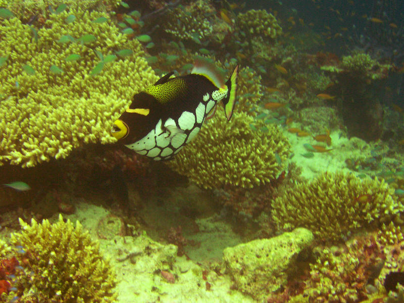 Clown Triggerfish. (127k)