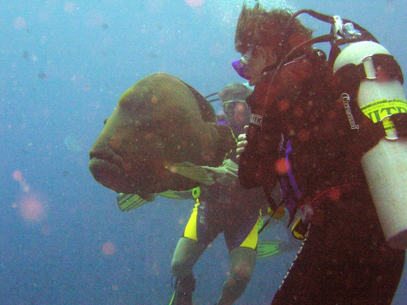 Friendly Napoleon Wrasse.  (113k)