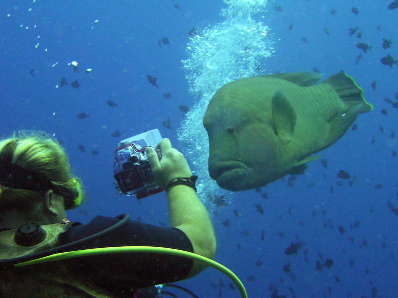 Dive Leader Andy snaps the Napoleon. (81k)