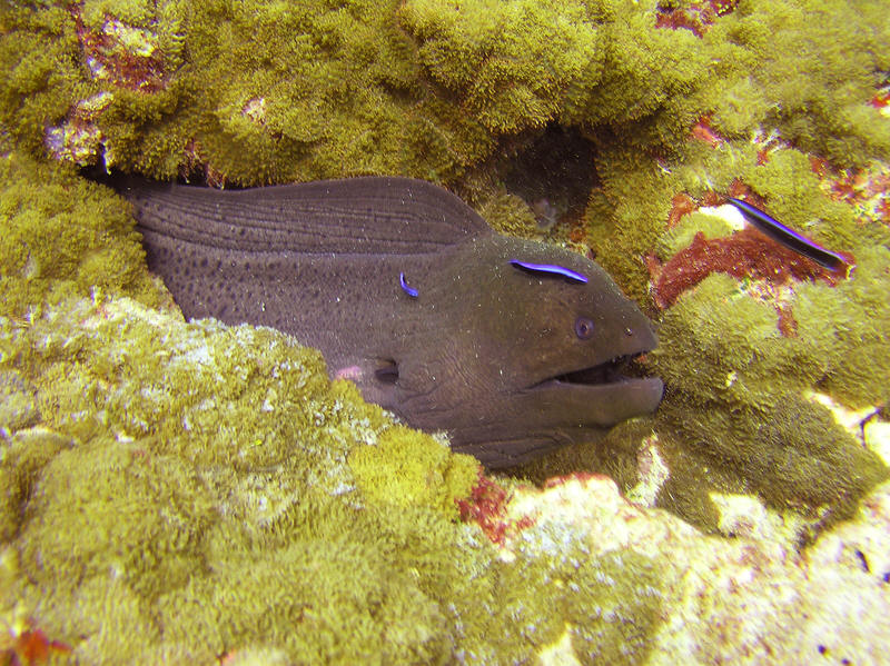 Moray eel with attendant cleaners. (155k)