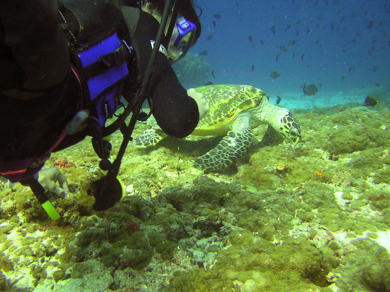 A Hawksbill turtle feeds unconcernedly on the reeftop at Shark Tilla surrounded by loads of divers.  (123k)