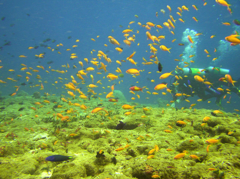 Masses of reef fish (and divers!) at Shark Tilla. (131k)