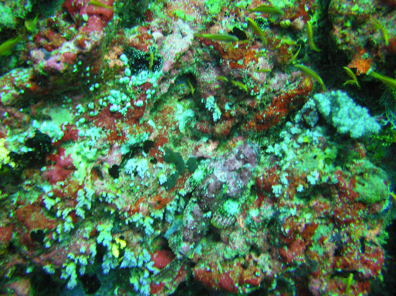 Scorpion fish.  Can you see it? (181k)