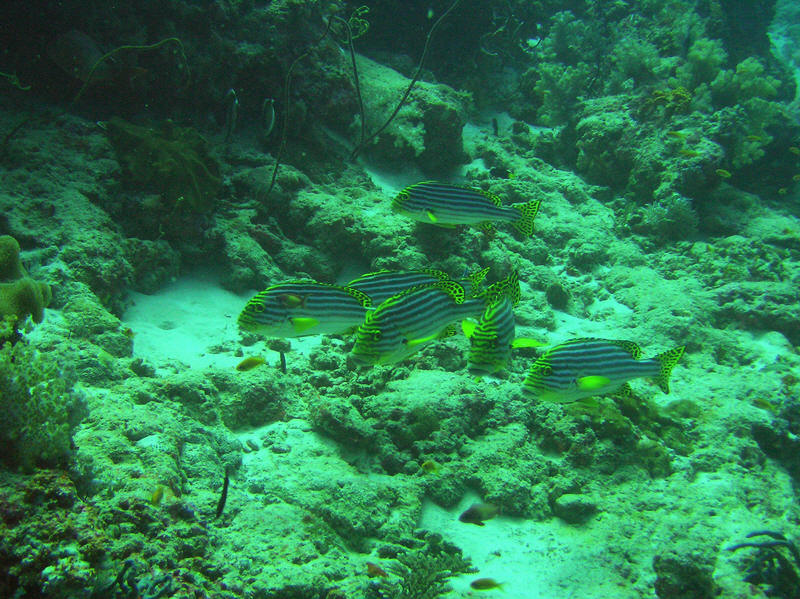 Some elegant Oriental Sweetlips. (150k)
