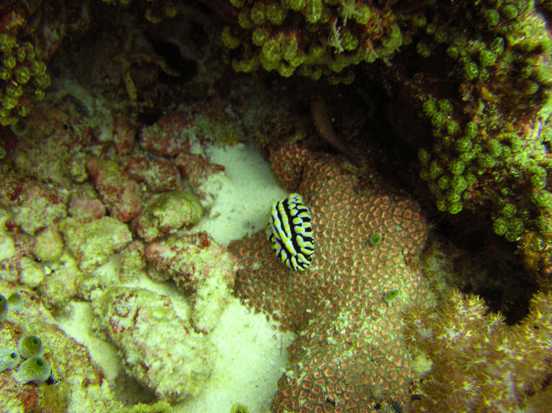 Nudibranch Phyllidae Varicosa. (131k)