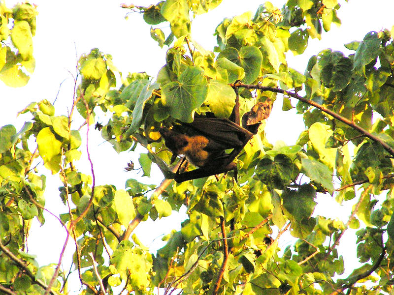 Many fruit bats clambered about in the trees as evening drew on.  This one snapped from our bathroom. (167k)