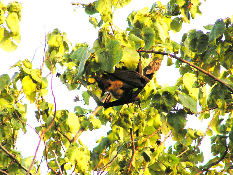 Many fruit bats clambered about in the trees as evening drew on. This one snapped from our bathroom. (167k)