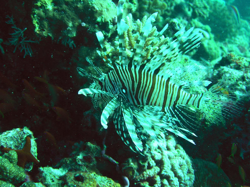 Beautiful Lionfish. (130k)