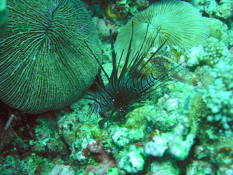 Small black Lionfish next to the previous one. (245k)