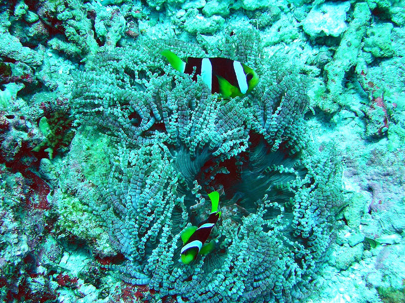 Clark's anemone fish. (248k)