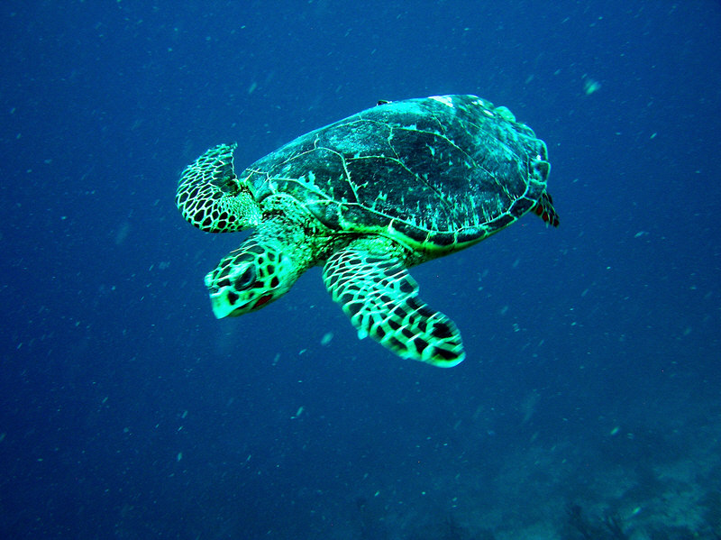 Curious turtle at Dhigu Tilla. (141k)