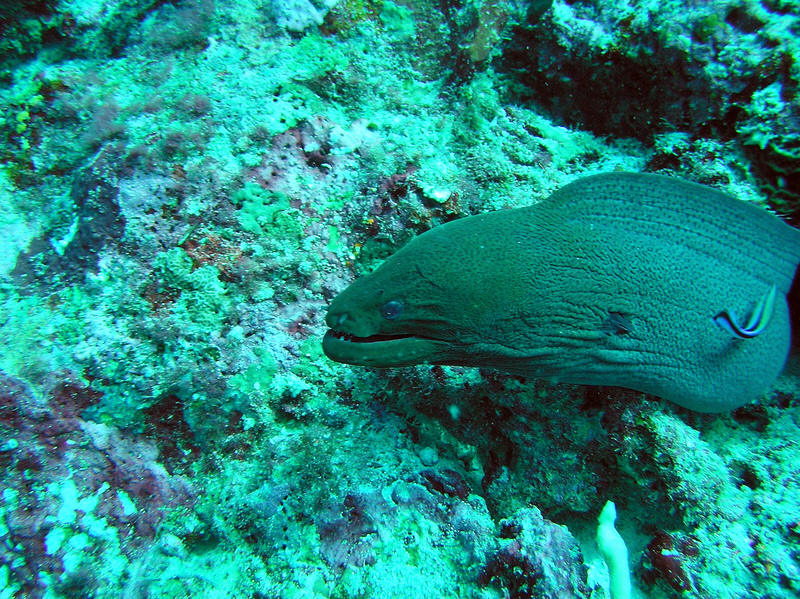 More Morays....  (193k)