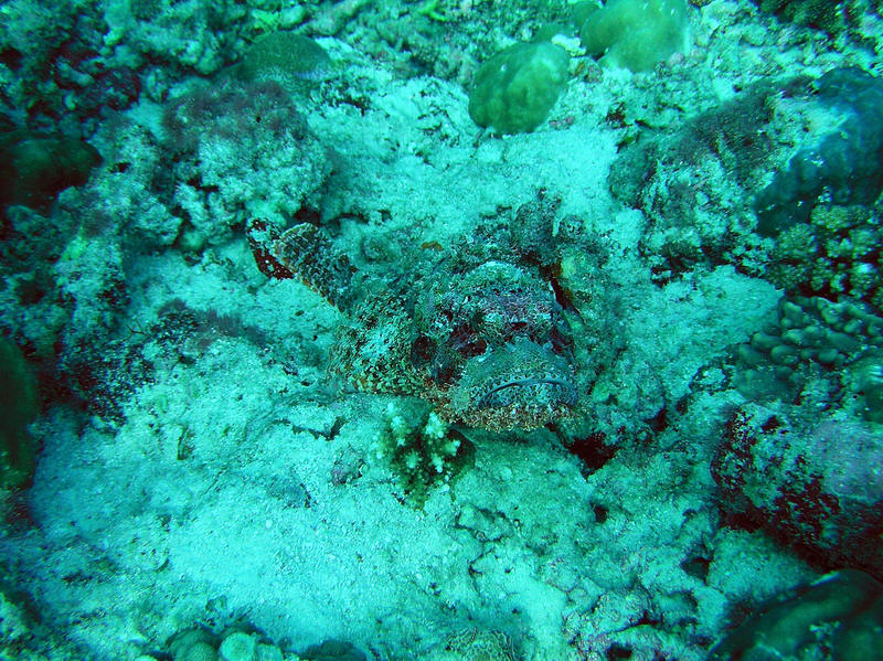 The business end of this Scorpionfish, seen from the front. (180k)