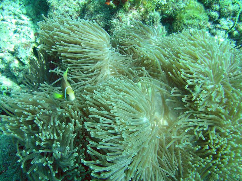 Black-footed clown fish. (182k)